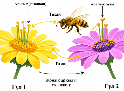 Айқас тозаңдану