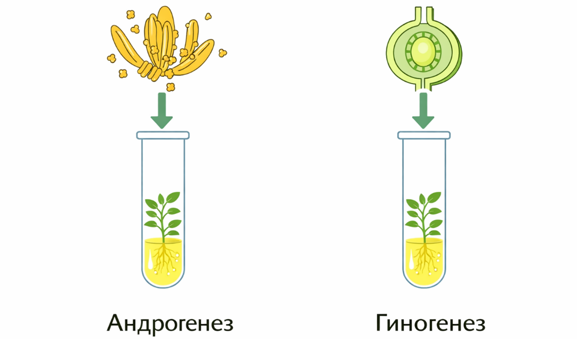 Ұлпа культурасының әдістері